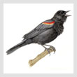 119-BirdT.jpg