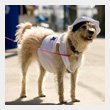 boatyard-dogT.jpg