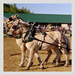 horse-teamT.jpg