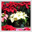 poinsettiasT.jpg