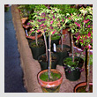 potted-plantsT.jpg