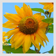 sun-flowerT.jpg