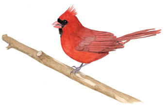 Cardinal Illustration