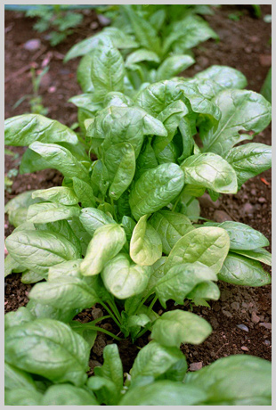 spinach plant