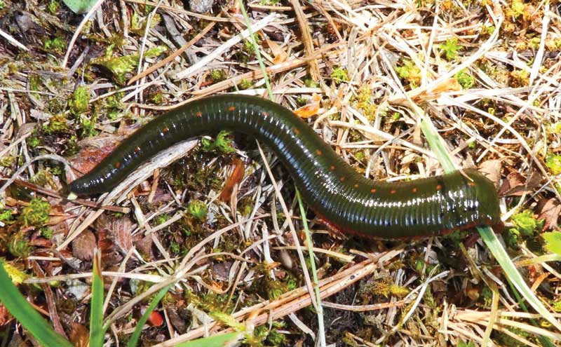 leeches in a pond