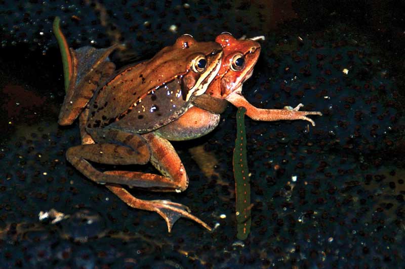 Leeches latch onto the Northern Beaches, but make the perfect pet