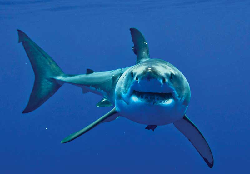 great white shark tours maine