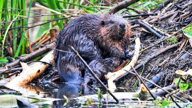 DAM BEAVER LIVE BEAVER TRAP