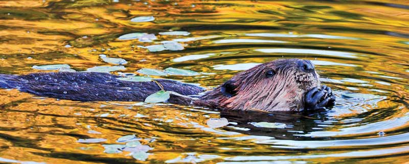 A keystone species: Beavers have huge impact on wetlands - Farm and Dairy