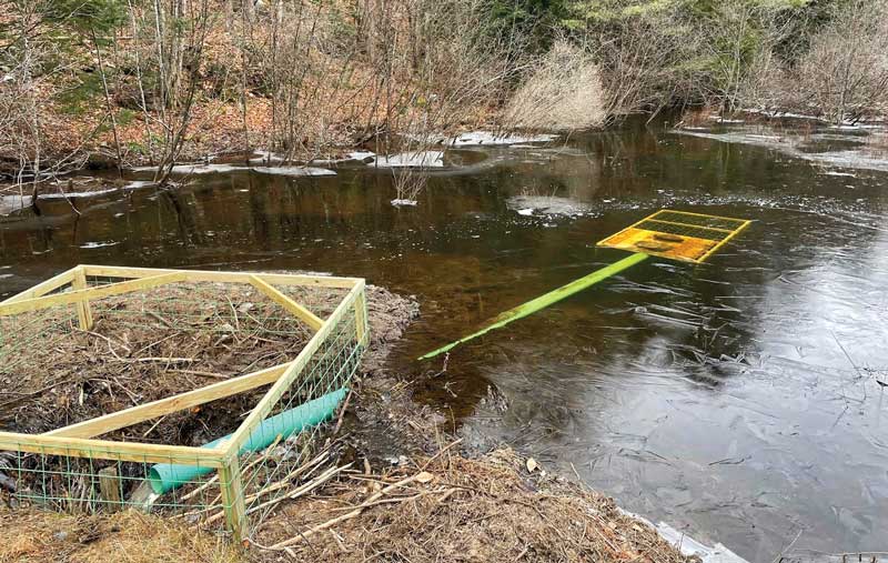 A keystone species: Beavers have huge impact on wetlands - Farm and Dairy