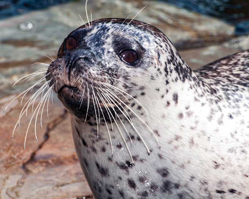 Gray Seal  NOAA Fisheries