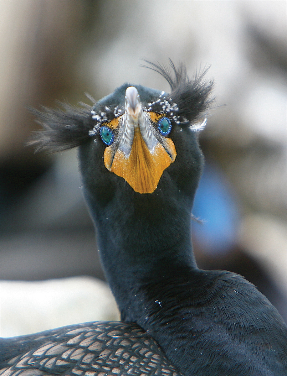 Iridescent Feathers- Bird Breeder