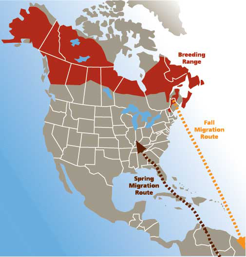 blackpoll warbler migration map