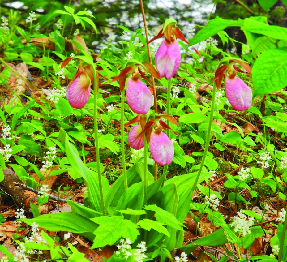 images of lady slippers