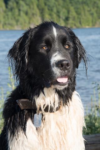 Meet the 2018 World Championship Boatyard Dog Competitors - SHERMAN
