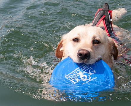 Paging all Pooches! Entries Sought for 15th Annual World Championship Boatyard Dog® Trials