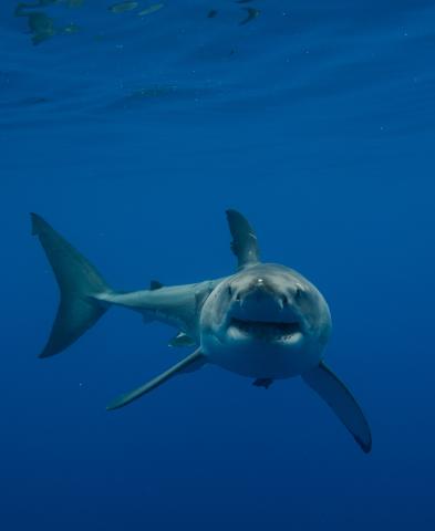 State unveils new shark ID tool