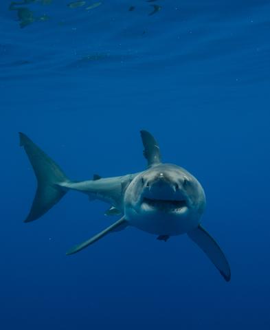 Shark or sunfish?: How to tell if that really is a great white in