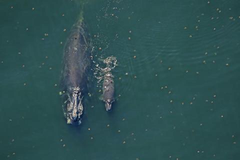 Four new right whale calves spotted off the Florida coast