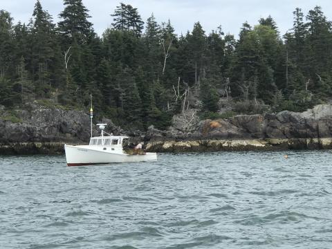 Maine's seafood harvest: once again lobster leads the way