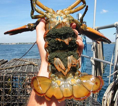 Two Men Have Lobster Licenses Suspended for Six Years for Removing Eggs from Lobsters