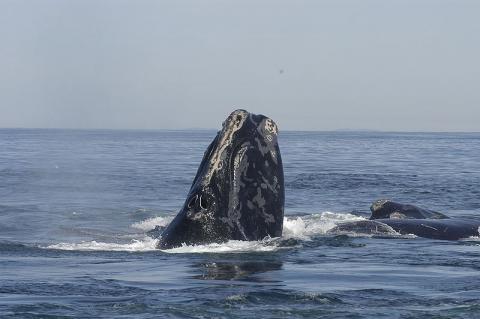 Grant will help state’s efforts to understand endangered Right Whales