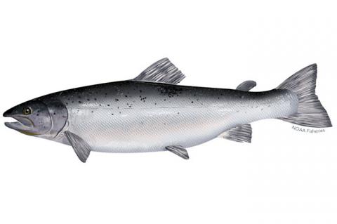 Norwegian company to build one of the world's largest land-based salmon ...