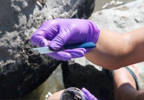 Maine scientists studying effects of oil spill