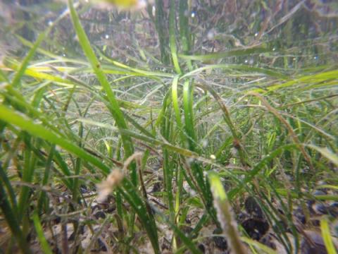 What's killing the eelgrass?