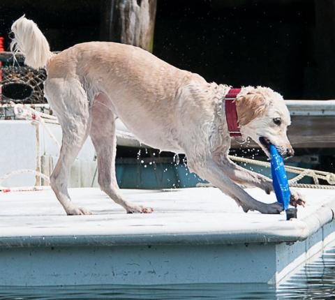 Calling all Canines! 14th annual Boatyard Dog competition seeks entrants