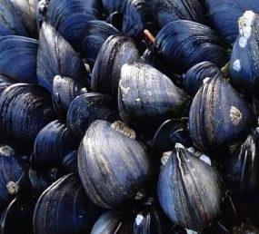 mussels harvesting state area closes recalls maine harvested maineboats