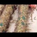 Embedded thumbnail for Skeleton Shrimp on a mooring pennant