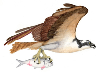 Hawk with fish