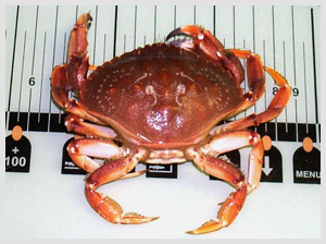 Atlantic Rock Crab