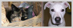 Animal Rescue League