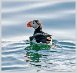 Maine's puffins on upward swing - The Wildlife Society