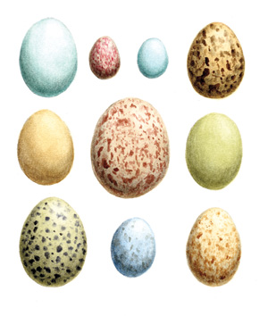 
Eggs
