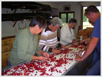 Sorting cranberries