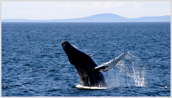 Whale breaching photo