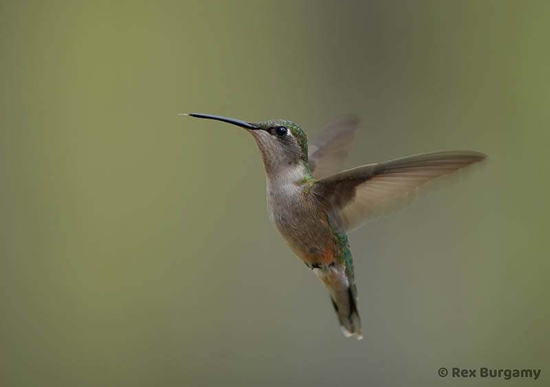 Photo by Rex Burgamy