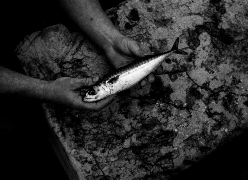 Photograph by William Trevaskis