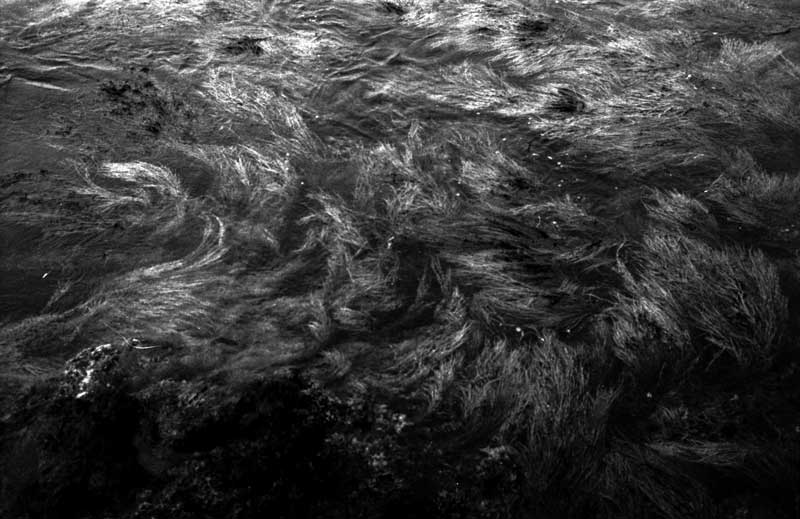Photograph by William Trevaskis