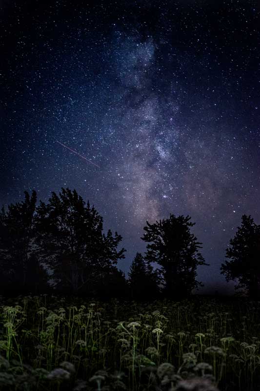 Photograph by William Trevaskis