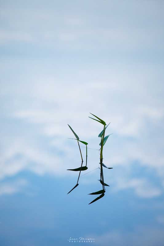 © Isaac Remsen