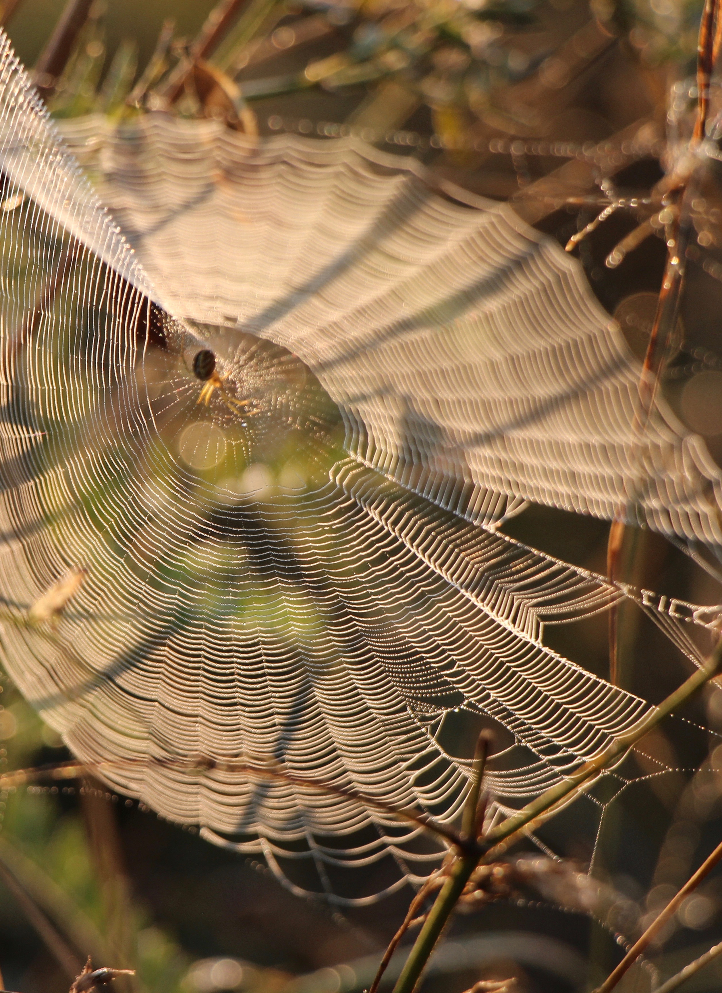 Photograph by Alexander Sanger