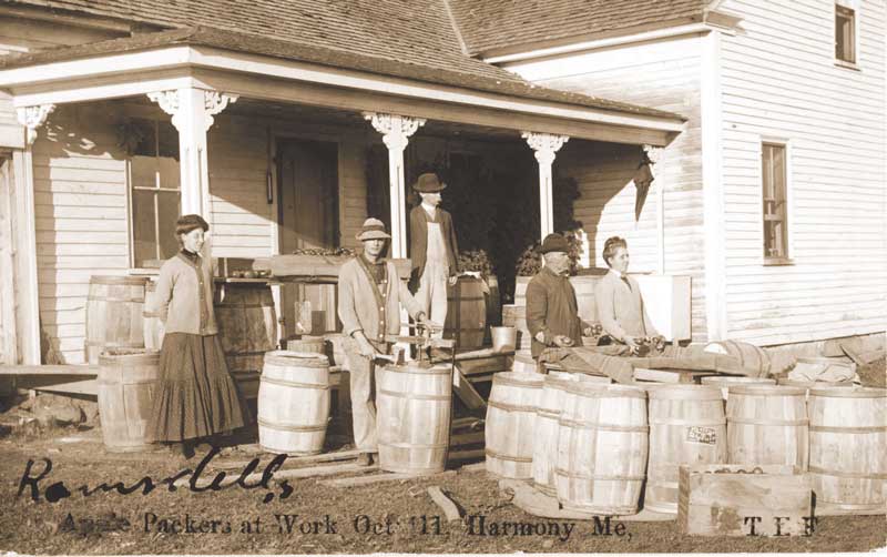 In fall, 1911, workers pack apples in barrels. Courtesy of the Maine Historic Preservation Commissio
