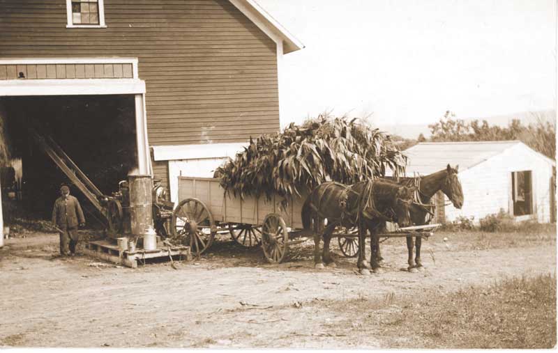 Corn arrives by wagon and is fed into a gas-powered chopper and conveyer which sends it to an in-barn silo. Courtesy of the Maine Historic Preservation Commission
