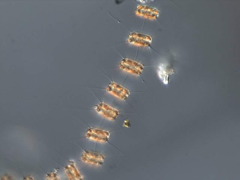Photograph by Bigelow Laboratory for Ocean Sciences