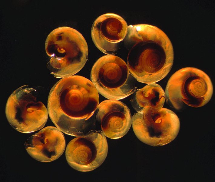 Photograph by Bigelow Laboratory for Ocean Sciences
