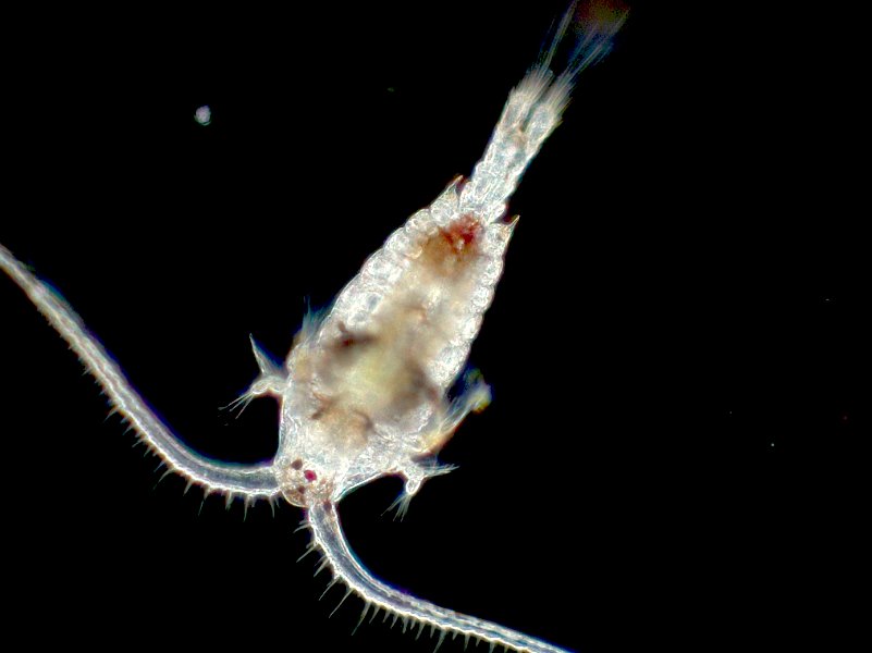 Photograph by Bigelow Laboratory for Ocean Sciences